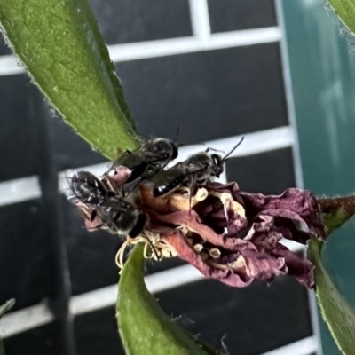 Leioproctus sp. (genus) (Plaster bee) at Sullivans Creek, Acton - 10 Oct 2023 by ajlandford