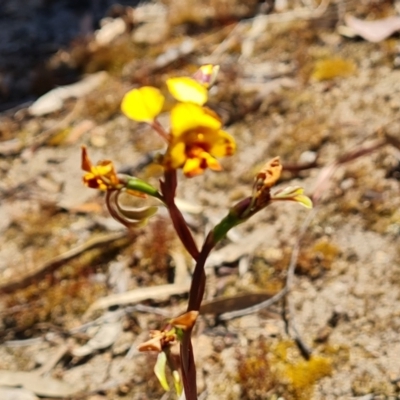 Diuris semilunulata (Late Leopard Orchid) at Farrer, ACT - 11 Oct 2023 by Mike