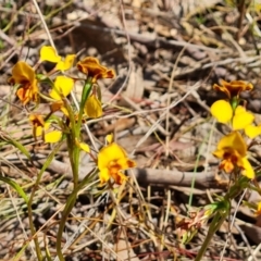 Diuris semilunulata (Late Leopard Orchid) at Farrer Ridge - 11 Oct 2023 by Mike