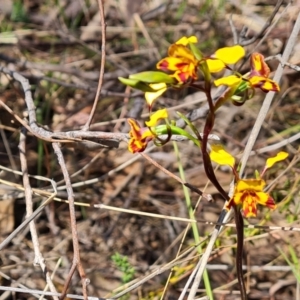 Diuris semilunulata at Tuggeranong, ACT - 11 Oct 2023