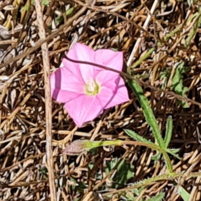 Convolvulus angustissimus subsp. angustissimus (Australian Bindweed) at Farrer Ridge - 11 Oct 2023 by Mike