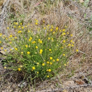 Calotis lappulacea at Tuggeranong, ACT - 11 Oct 2023