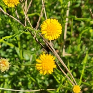 Calotis lappulacea at Tuggeranong, ACT - 11 Oct 2023