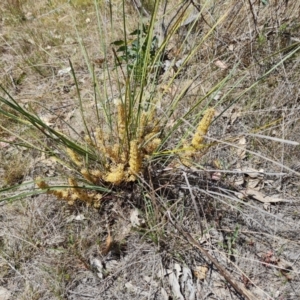 Lomandra multiflora at Tuggeranong, ACT - 11 Oct 2023