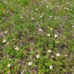 Calotis anthemoides (Chamomile Burr-daisy) at Farrer Ridge - 11 Oct 2023 by Mike