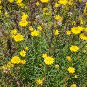 Xerochrysum viscosum at Tuggeranong, ACT - 11 Oct 2023 01:44 PM