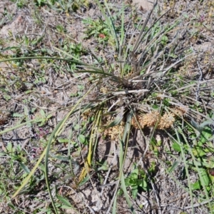 Lomandra multiflora at Tuggeranong, ACT - 11 Oct 2023