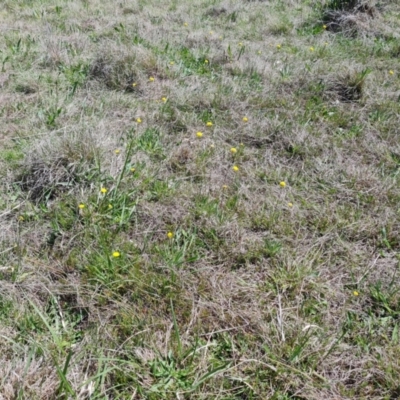 Craspedia variabilis (Common Billy Buttons) at Tuggeranong, ACT - 11 Oct 2023 by Mike