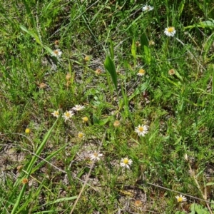 Calotis anthemoides at Tuggeranong, ACT - 11 Oct 2023 01:27 PM