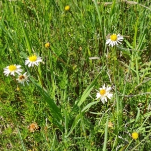 Calotis anthemoides at Tuggeranong, ACT - 11 Oct 2023 01:27 PM