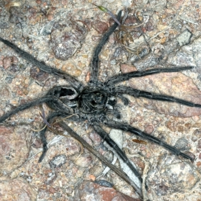 Tasmanicosa sp. (genus) (Unidentified Tasmanicosa wolf spider) at Majura, ACT - 3 Oct 2023 by jb2602