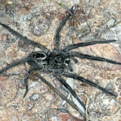 Tasmanicosa sp. (genus) (Tasmanicosa wolf spider) at Majura, ACT - 3 Oct 2023 by jb2602