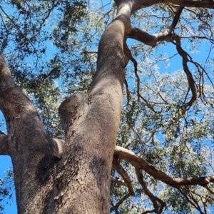 Eucalyptus albens at Yarralumla, ACT - 11 Oct 2023