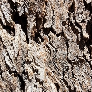 Eucalyptus albens at Yarralumla, ACT - 11 Oct 2023