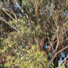 Eucalyptus moluccana (Grey Box) at Yarralumla, ACT - 11 Oct 2023 by Steve818
