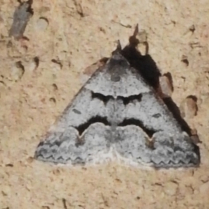 Dichromodes atrosignata at Tuggeranong, ACT - 11 Oct 2023