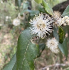 Syncarpia glomulifera subsp. glomulifera (Turpentine) at Huskisson, NSW - 3 Oct 2023 by Tapirlord