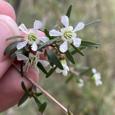 Leptospermum polygalifolium subsp. polygalifolium (Yellow Teatree) at Huskisson, NSW - 3 Oct 2023 by Tapirlord