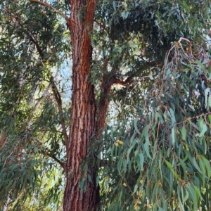 Eucalyptus tricarpa at Yarralumla, ACT - 11 Oct 2023