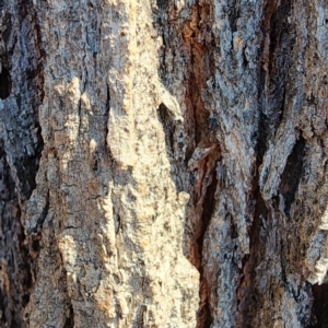 Eucalyptus tricarpa at Yarralumla, ACT - 11 Oct 2023