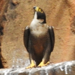 Falco peregrinus (Peregrine Falcon) at Bullen Range - 11 Oct 2023 by JohnBundock