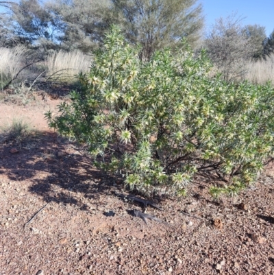 Eremophila alatisepala at Opalton, QLD - 31 Jul 2023 by LyndalT