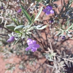 Eremophila bowmanii subsp. latifolia at Opalton, QLD - 1 Aug 2023 by LyndalT