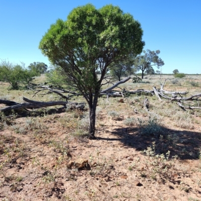 Eremophila mitchellii at Opalton, QLD - 1 Aug 2023 by LyndalT