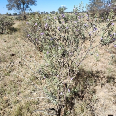 Eremophila bowmanii subsp. latifolia at Opalton, QLD - 1 Aug 2023 by LyndalT