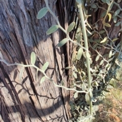 Capparis lasiantha at Opalton, QLD - 2 Aug 2023 by LyndalT