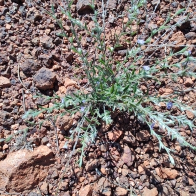 Trichodesma zeylanicum at Opalton, QLD - 2 Aug 2023 by LyndalT