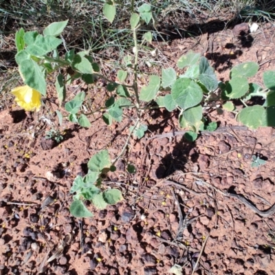 Abutilon leucopetalum (Desert Chinese-lantern, Lantern Bush) at Opalton, QLD - 2 Aug 2023 by LyndalT