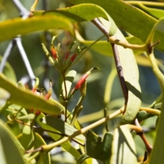 Unidentified Climber or Mistletoe at Opalton, QLD - 2 Aug 2023 by LyndalT