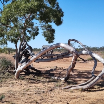 Corymbia aparrerinja (Ghost Gum) at Opalton, QLD - 2 Aug 2023 by LyndalT