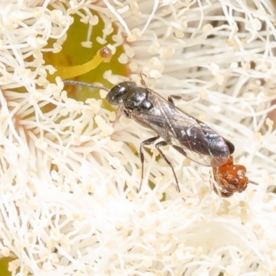 Thynninae (subfamily) (Smooth flower wasp) at Canberra Central, ACT - 11 Oct 2023 by Roger