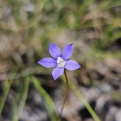 Wahlenbergia gracilis (Australian Bluebell) at Carwoola, NSW - 11 Oct 2023 by Csteele4