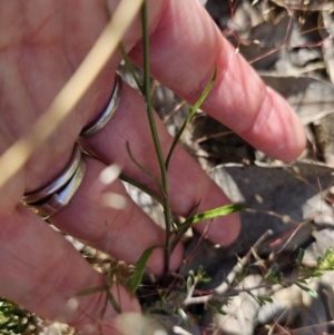 Wahlenbergia gracilis at Carwoola, NSW - 11 Oct 2023