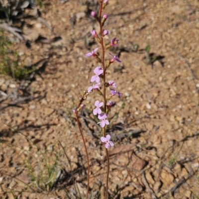 Stylidium graminifolium (grass triggerplant) at Carwoola, NSW - 11 Oct 2023 by Csteele4