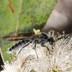 Tiphiidae (family) (Unidentified Smooth flower wasp) at Canberra Central, ACT - 11 Oct 2023 by Roger