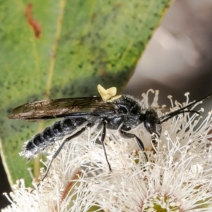 Tiphiidae (family) at Canberra Central, ACT - 11 Oct 2023 10:07 AM