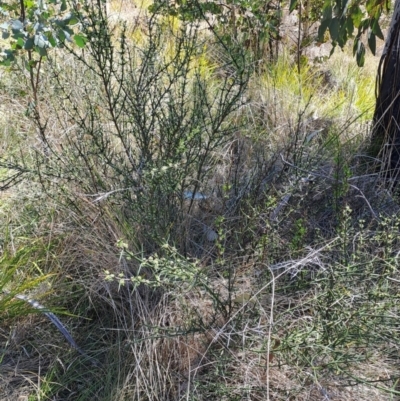 Discaria pubescens (Australian Anchor Plant) at Rendezvous Creek, ACT - 11 Oct 2023 by LPadg