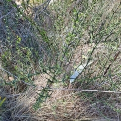 Discaria pubescens at Rendezvous Creek, ACT - 11 Oct 2023 12:36 PM