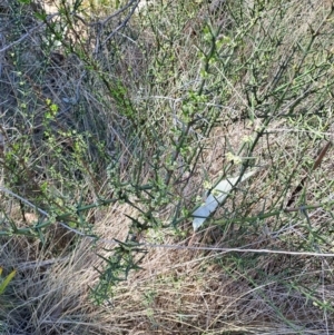 Discaria pubescens at Rendezvous Creek, ACT - 11 Oct 2023 12:36 PM