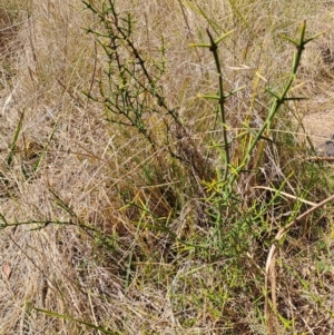 Discaria pubescens at Rendezvous Creek, ACT - 11 Oct 2023