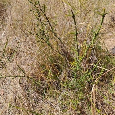 Discaria pubescens (Australian Anchor Plant) at Rendezvous Creek, ACT - 11 Oct 2023 by LPadg