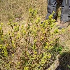 Pimelea curviflora var. gracilis (Curved Rice-flower) at Rendezvous Creek, ACT - 11 Oct 2023 by LPadg