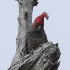 Callocephalon fimbriatum (Gang-gang Cockatoo) at Bruce, ACT - 10 Oct 2023 by AlisonMilton