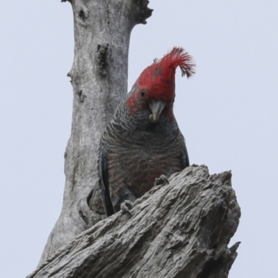 Callocephalon fimbriatum (Gang-gang Cockatoo) at Bruce, ACT - 10 Oct 2023 by AlisonMilton
