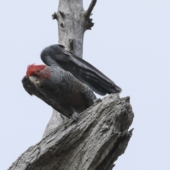 Callocephalon fimbriatum at Bruce, ACT - 11 Oct 2023