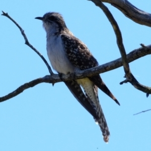 Cacomantis pallidus at Belconnen, ACT - 11 Oct 2023